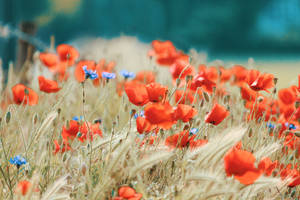 Vibrant Orange Poppy Flowers Adorning A Backdrop Wallpaper