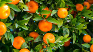 Vibrant Orangeson Tree.jpg Wallpaper