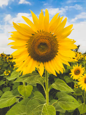 Vibrant Petals Of Sunflower Phone Wallpaper