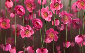Vibrant Pink Flowers Blooming Wallpaper