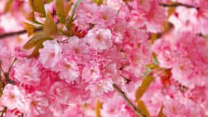 Vibrant Pink Sakura Blossoms Wallpaper