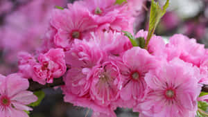 Vibrant_ Pink_ Sakura_ Blossoms.jpg Wallpaper