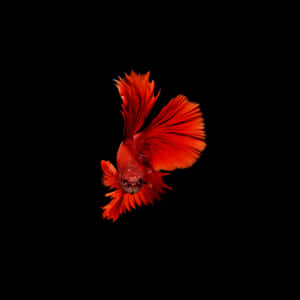 Vibrant Red Betta Fish Wallpaper