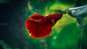 Vibrant Red Betta Fish Swimming Wallpaper