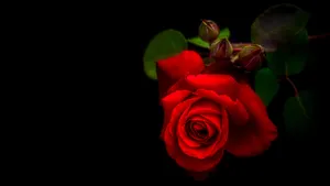 Vibrant_ Red_ Rose_ Black_ Background_4 K.jpg Wallpaper