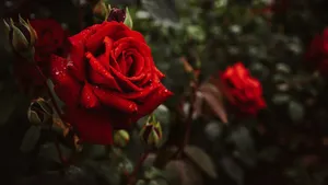 Vibrant Red Rose Dew Drops4 K Wallpaper