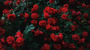 Vibrant_ Red_ Roses_in_ Darkness_4 K.jpg Wallpaper