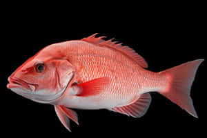 Vibrant Red Snapper Black Background Wallpaper