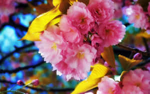 Vibrant Sakura Blossoms Wallpaper