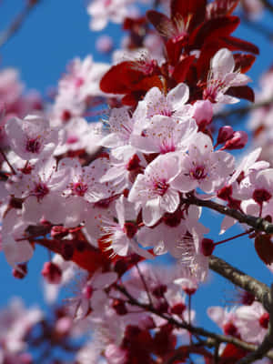 Vibrant_ Sakura_ Blossoms_ Closeup.jpg Wallpaper