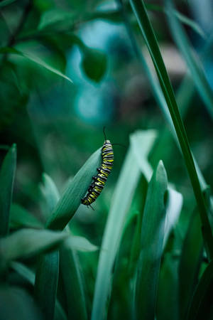 Vibrant Shallow Focus Of Caterpillar Insect Wallpaper