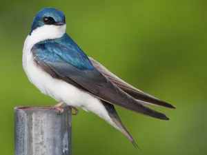 Vibrant Swallowon Post.jpg Wallpaper