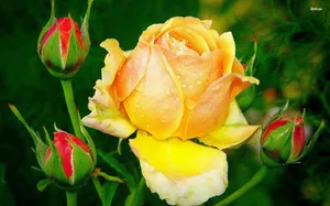 Vibrant Yellow Rose In Full Bloom Wallpaper