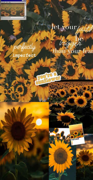 Vibrant Yellow Sunflowers Blooming In A Garden. Wallpaper