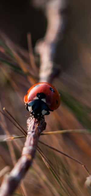 View The World From A Different Perspective With The Iphone Featuring A Cute Ladybug Design. Wallpaper