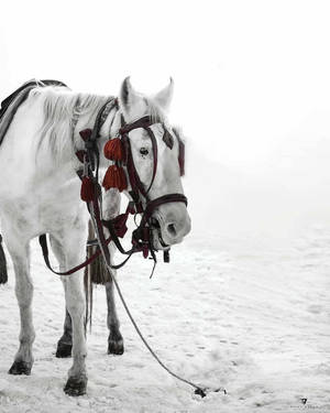 Vijay Mahar White Horse And Snow Wallpaper