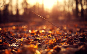 Vintage Autumn Sunset Light Wallpaper