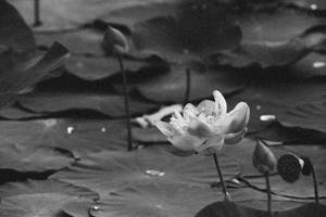 Vintage Lotus Flower Wallpaper