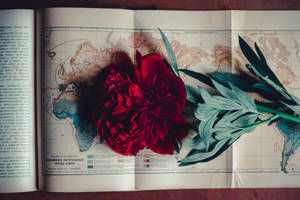 Vintage Minimalist Rose With Map Wallpaper