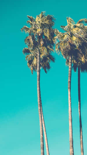 Vintage Santa Monica Beach Palm Tree Iphone Wallpaper