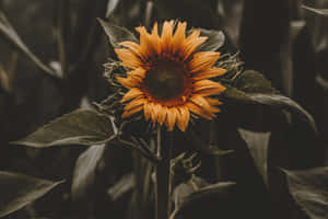 Vintage Sunflower Solitude.jpg Wallpaper