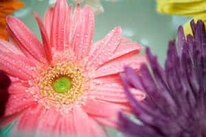 Violet And Pink Colorful Daisies Wallpaper