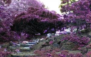 Violet Flower Garden Wallpaper