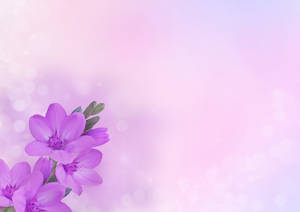 Violet Flower Pastels Aesthetic Computer Wallpaper