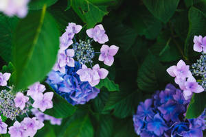 Violet French Hydrangea Flower Wallpaper