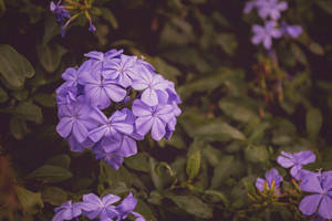 Violet Leadwort Flowers Wallpaper