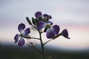 Violet Rocket Flowers Wallpaper
