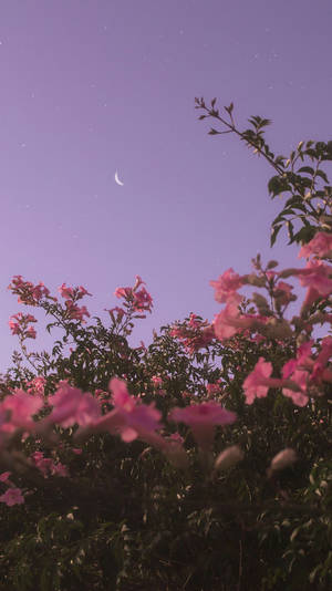 Violet Sky Pink Flowers Aesthetic Wallpaper