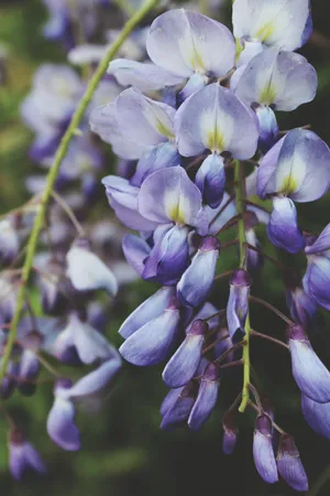 Violet Wisteria Flower Wallpaper