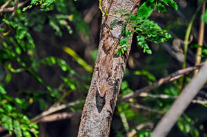 Virgin Islands Forest Lizard Wallpaper