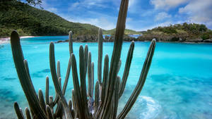 Virgin Islands National Park Cactus Wallpaper