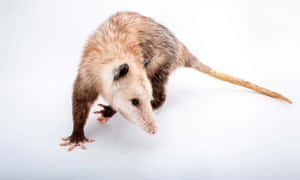 Virginia_ Opossum_ Standing_ White_ Background Wallpaper