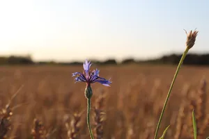 Visible Purple Flower Wallpaper