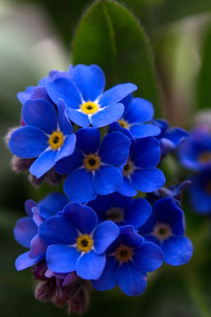Vivid Blue Forget Me Not Flower Wallpaper
