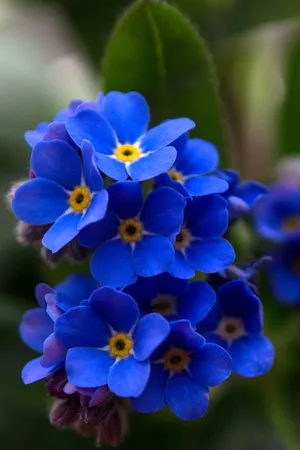 Vivid Blue Forget Me Not Flower Wallpaper