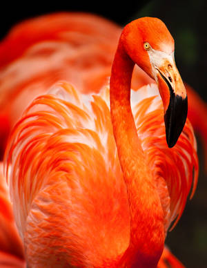 Vivid Flamingo Portrait Wallpaper