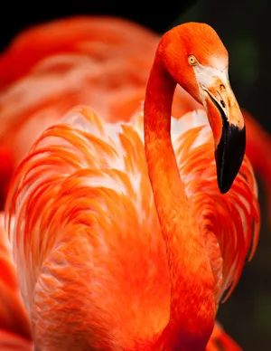 Vivid Flamingo Portrait Wallpaper