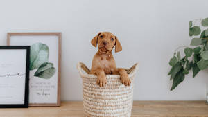 Vizsla Baby Dog Inside A Basket Wallpaper