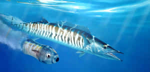 Wahoo Fish Swimming Underwater.jpg Wallpaper
