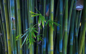 Walk Through A Mystical Bamboo Forest Wallpaper