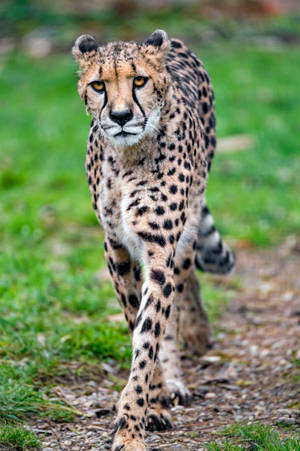 Walking Skinny Cheetah Wallpaper