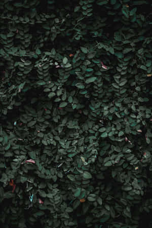 Wall Of Plant Phone Wallpaper