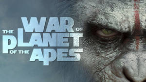 War Of The Planet Of The Apes Wallpaper