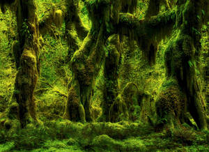 Washington Hoh Rainforest Wallpaper