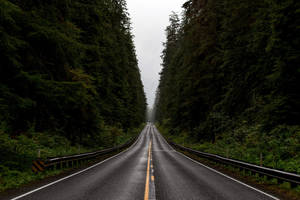 Washington Olympic Forest Road Wallpaper