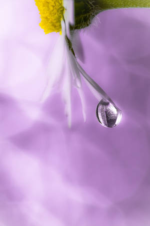 Water Droplet Flower Petal Android Wallpaper